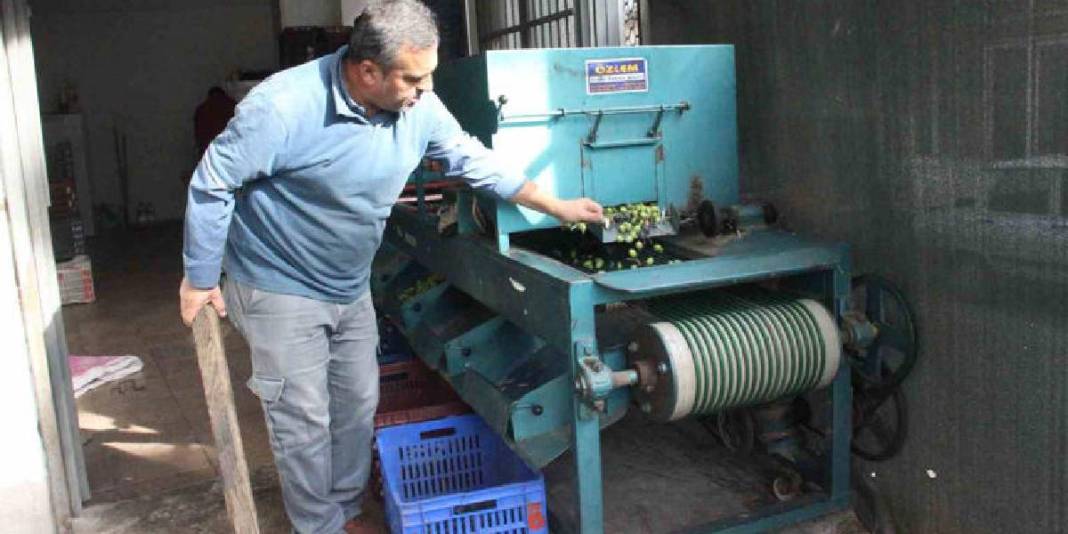 Bir yandan hasat ediliyor, bir yandan pazara hazırlanıyor! Boyu kalitesini, kalitesi fiyatını belirliyor 1